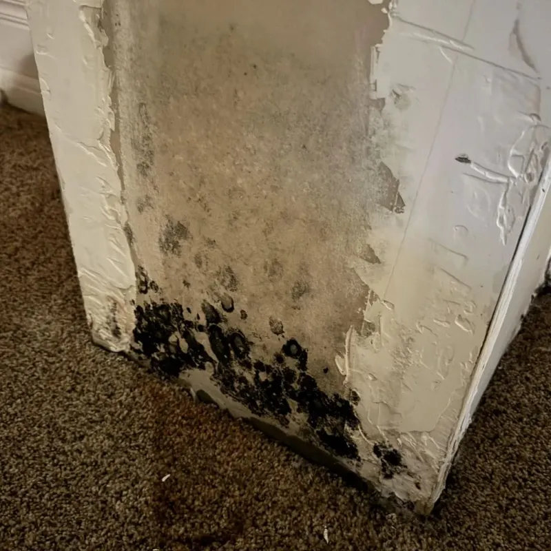 Professional Mold Removal in Calhoun County, AL